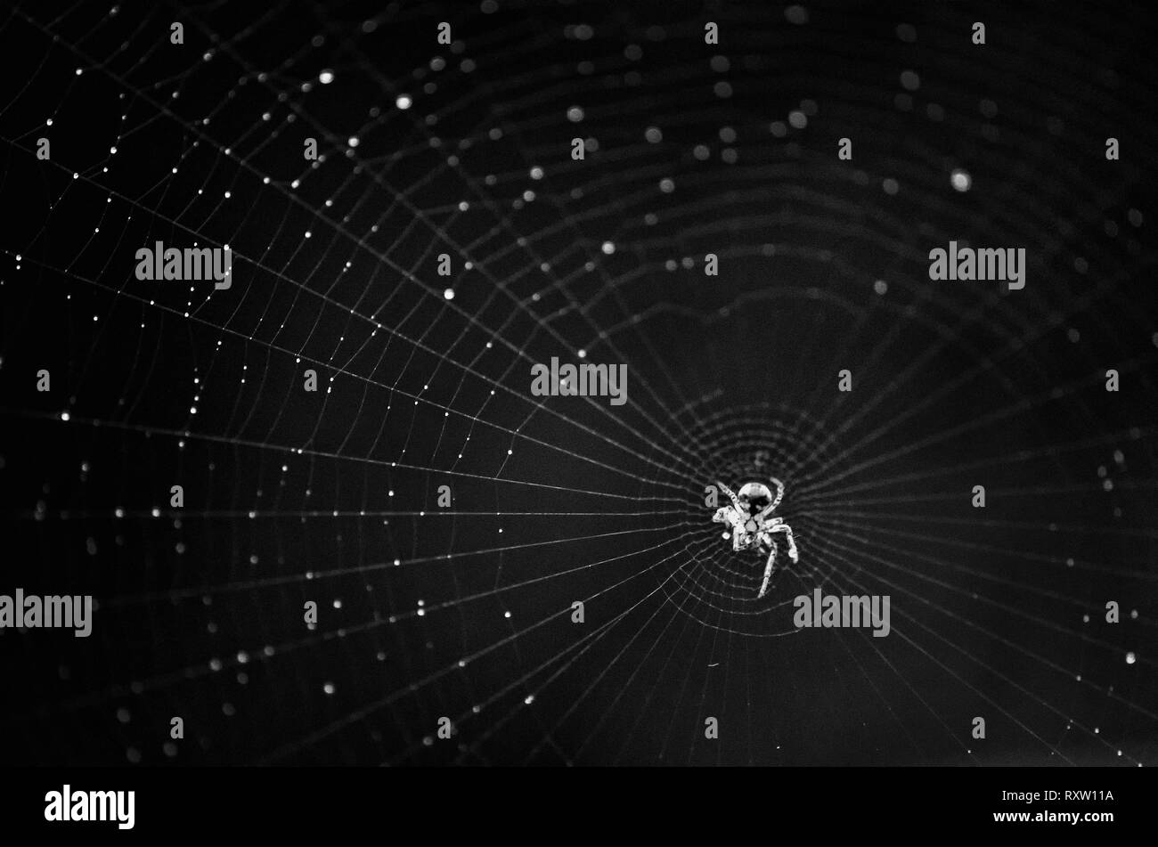 Spinnennetz mit Wassertropfen und Spinne in der Mitte, ein schwarz-weiß Foto, schwarzer Hintergrund, Halloween, Moody Buch Cover Stockfoto