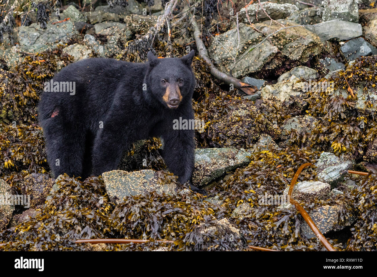 Schwarzer Bär mit einem großen Kratzer auf seiner Rückseite, Fütterung entlang der Ebbe Linie auf einer Insel im Broughton Archipel, First Nations Territory, British Columbia, Kanada Stockfoto