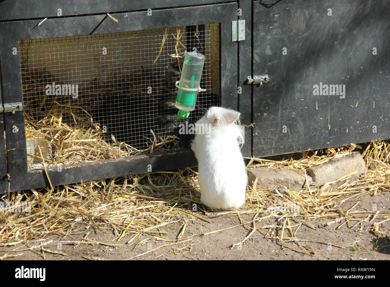 Flauschige weiße kleine Hase Hase von hinten in einen kleinen Zoo niedlich. Frühling im Keukenhof flower garden, Niederlande Stockfoto