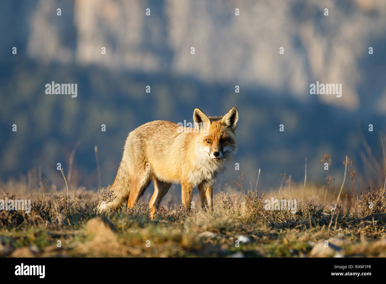Red Fox (Vulpes vulpes), Erwachsener, in der katalanischen Pre-Pyrenees, Katalonien, Spanien Stockfoto