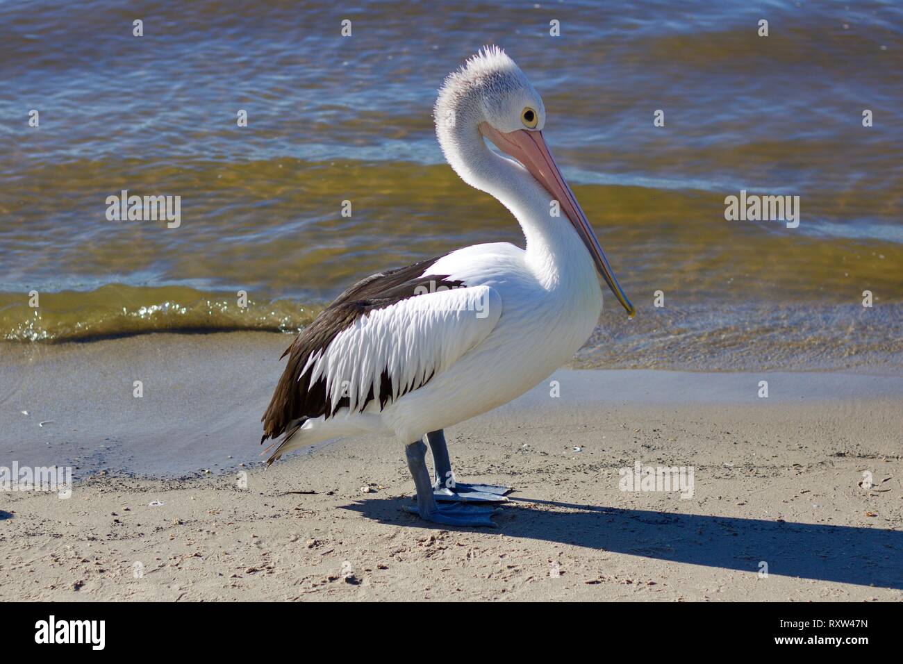 Isolierter, einziger australischer Pelikan, der alleine am Sandstrand steht und hinter dem das Wasser an die Küste rast Stockfoto