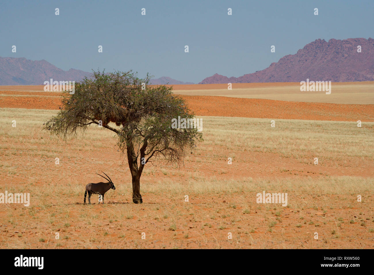 Oryx, Oryx, Oryx gazella, cool bleiben unter einer Akazie am Mittag, in der Namib Rand Nature Reserve, Western Namibia, Afrika. Der Oryx hat physiologische Anpassungen ermöglicht es ohne Wasser für Monate entwickelt hat, Stockfoto