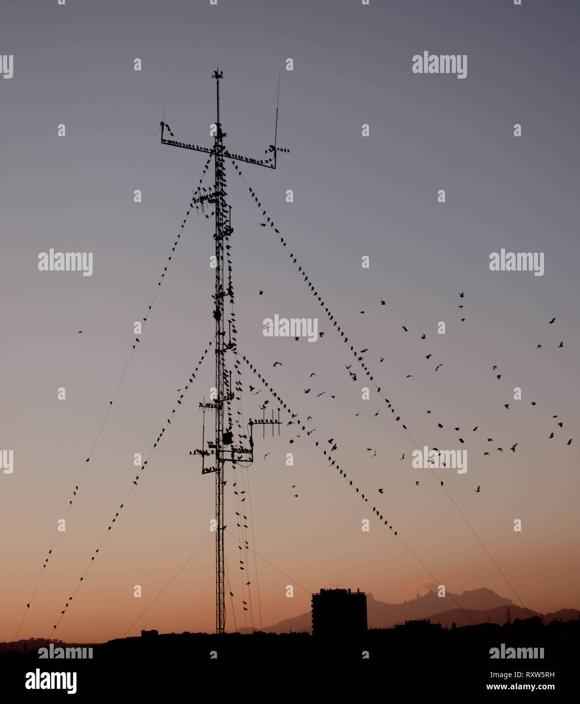 Scharen von Vögeln auf einer Antenne. Schönen Sonnenuntergang Landschaft. Stockfoto