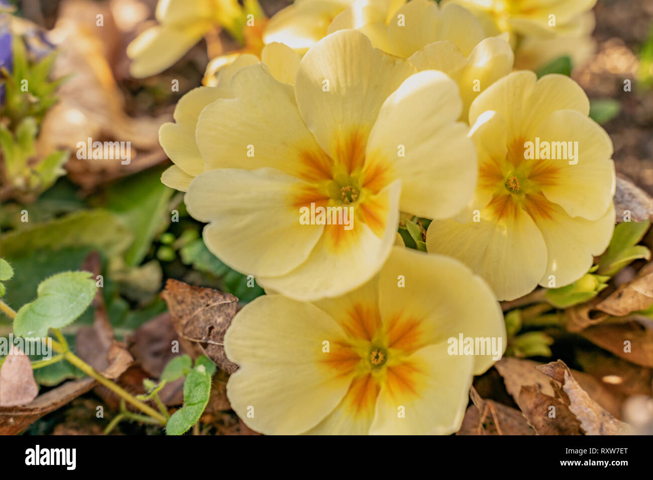 Blumen von Pansy in einem Garten Bett in voller Blüte. Gelbe Stiefmütterchen repräsentieren Glück oder ein helles Disposition, die für den Frühling ideal ist Stockfoto