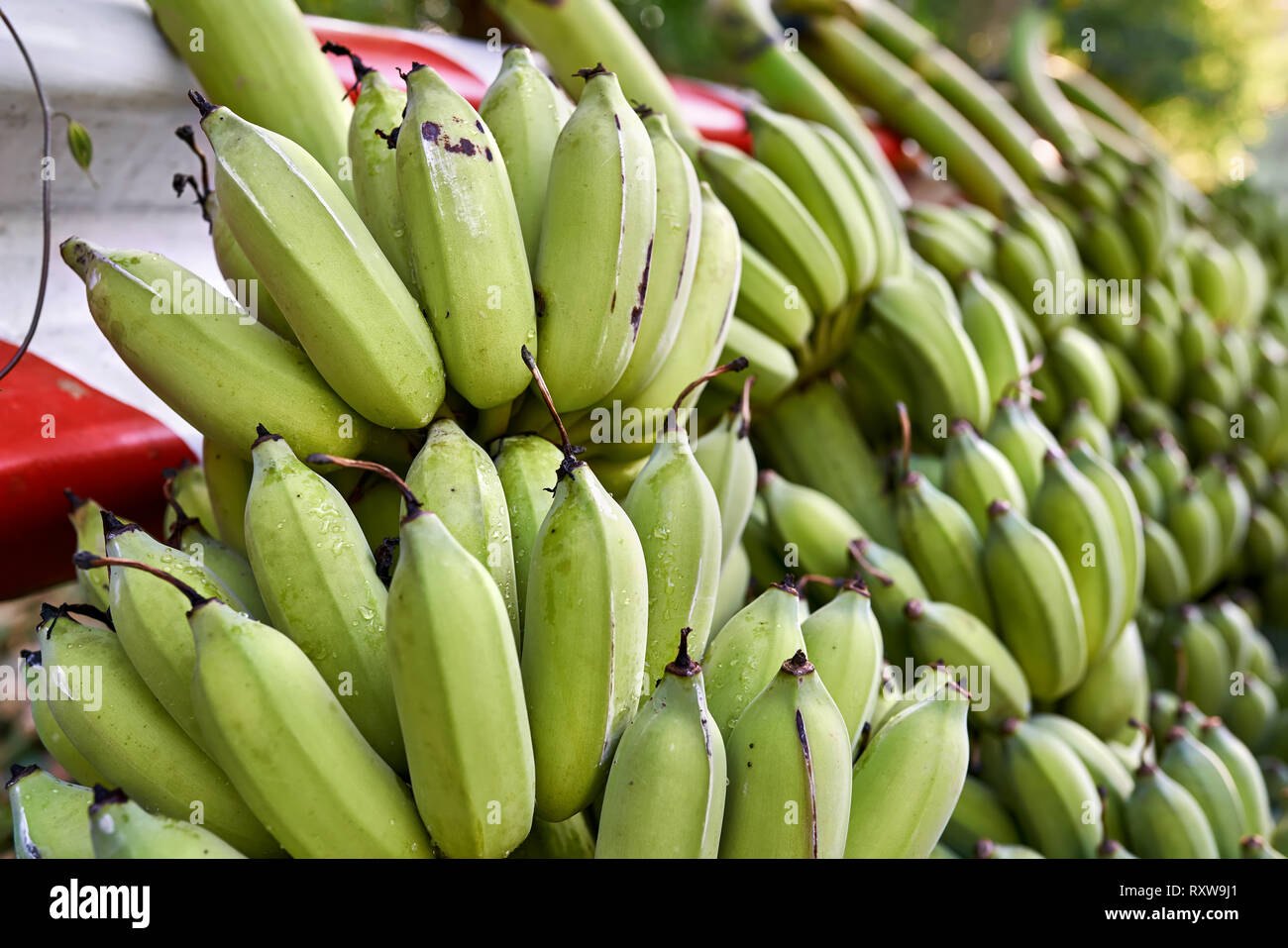 Menge grüner Banane Trauben auf der gefällte Äste liegen auf rot-weißen Straße fechten auf der sonnigen Natur Hintergrund im Freien. Closeup horizontale Foto. Stockfoto