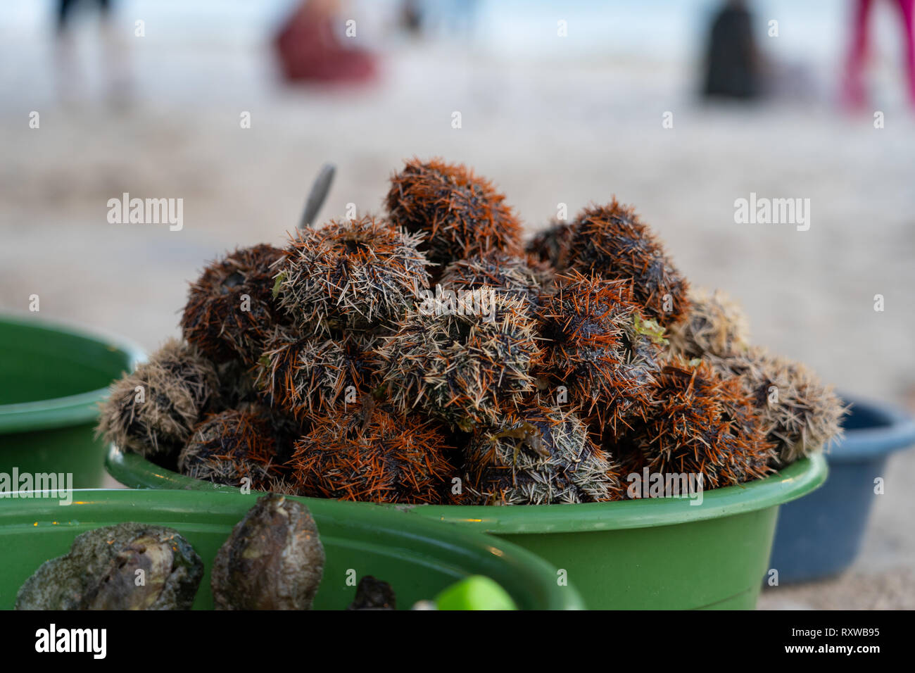 Seeigel für Verkauf auf Panglao, Bohol. Die Innereien der Seeigel sind roh gegessen, die manche als Aphrodisiakum. Stockfoto