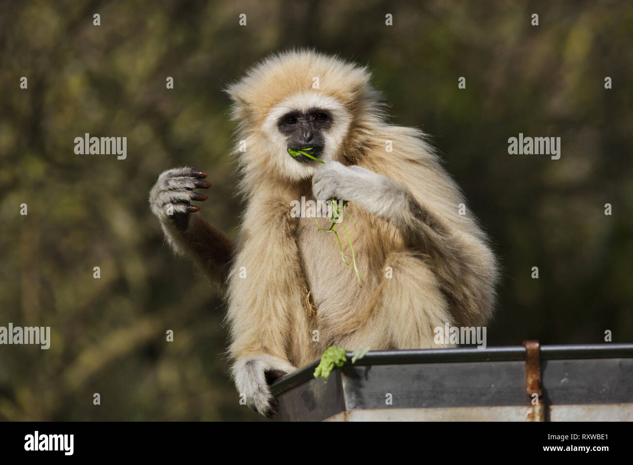 Lar Gibbon (Hylobates lar), auch als die weisse Hand Gibbon bekannt. Stockfoto