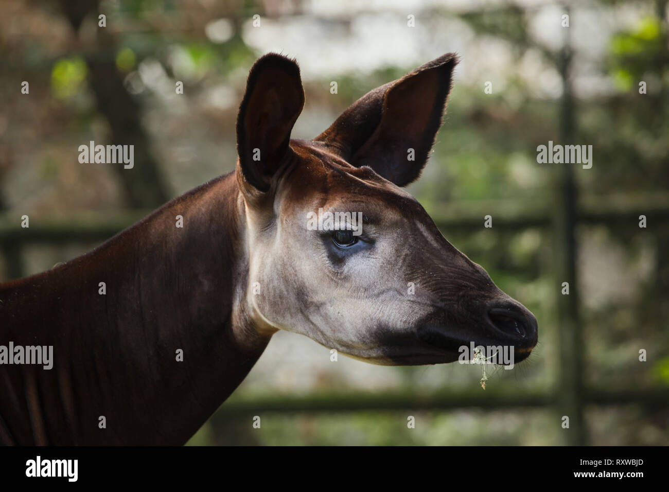 Okapi (Okapia johnstoni). Wild lebende Tier. Stockfoto