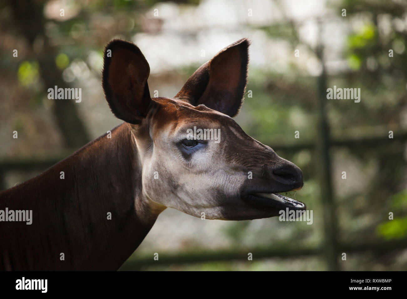 Okapi (Okapia johnstoni). Wild lebende Tier. Stockfoto