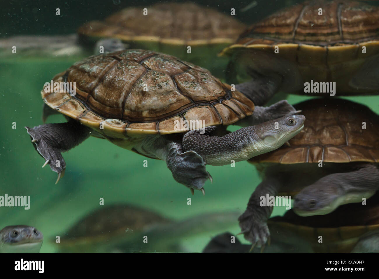 Roti Insel snake-necked Turtle (Chelodina mccordi), auch bekannt als McCord's snakeneck Schildkröte. Stockfoto