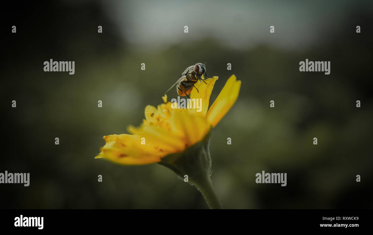 Fliege auf Blume. Gelbe Blume Stockfoto