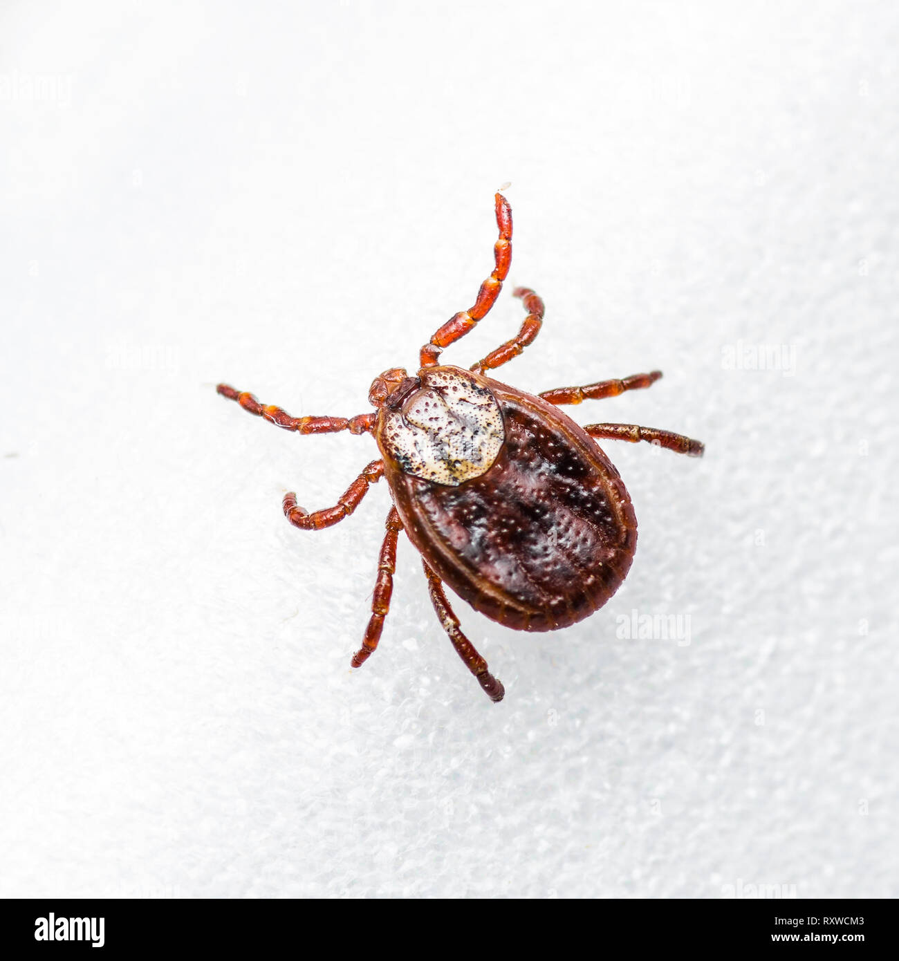 Enzephalitis Virus oder Lyme Krankheit infizierten Zecke Dermacentor Arachnid Insekt-schädling auf weißem Hintergrund Stockfoto