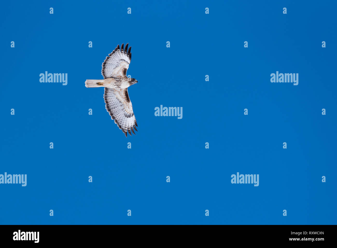Red-tailed Hawk, Nordosten Oregon. Stockfoto
