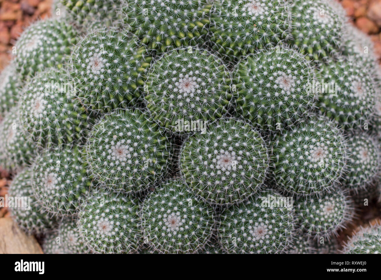 Schne viele grnen Kaktus mit weien Stacheln auf Wste Stockfotografie -  Alamy