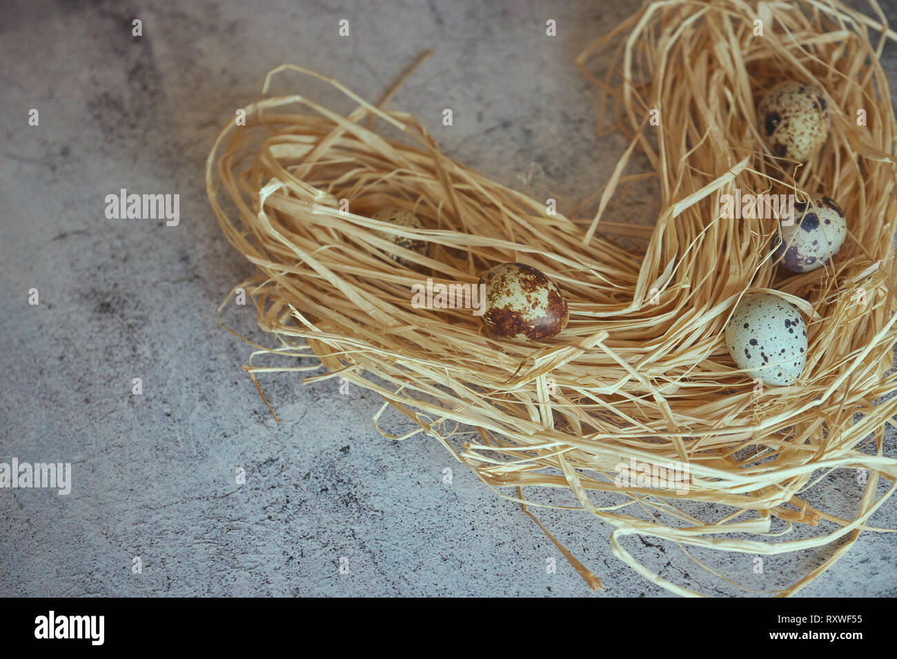 Raw Wachteleier im Heu. Landhausstil. Gruppe von frischen Wachteleiern auf Beton. Stockfoto