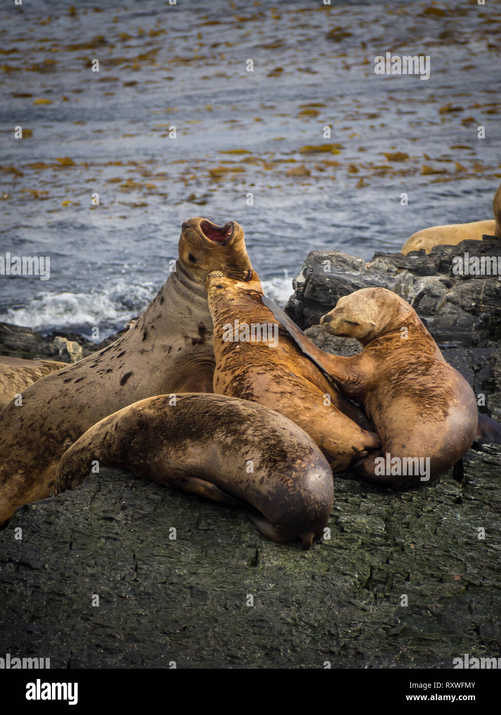 Gruppe von Robben und Seelöwen, Beagle Kanal, Ushuaia, Argentinien, Patagonien Stockfoto