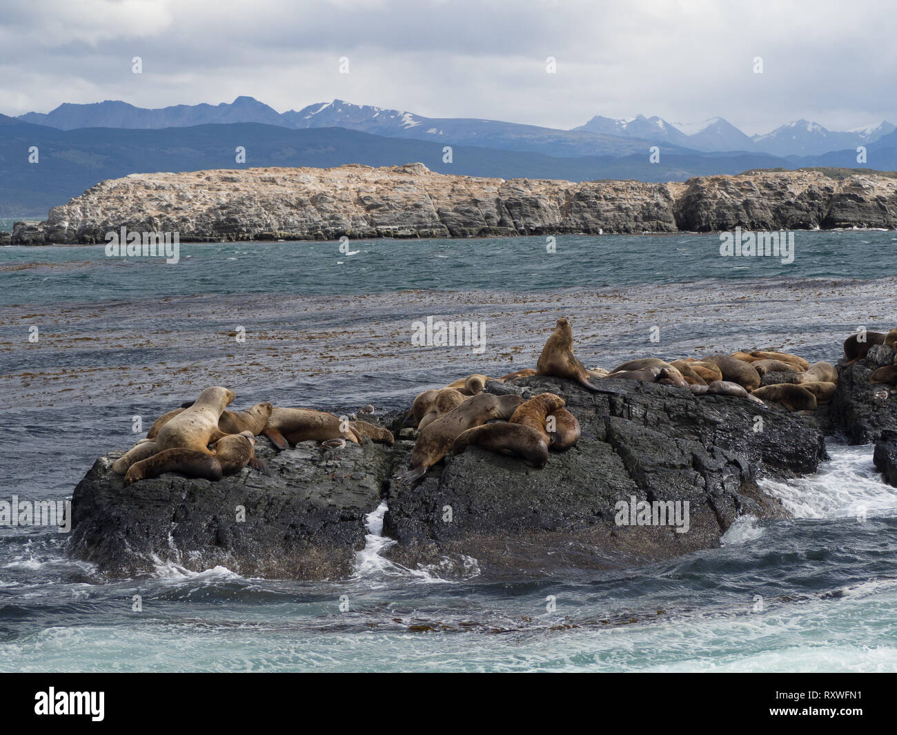Gruppe von Robben und Seelöwen, Beagle Kanal, Ushuaia, Argentinien, Patagonien Stockfoto