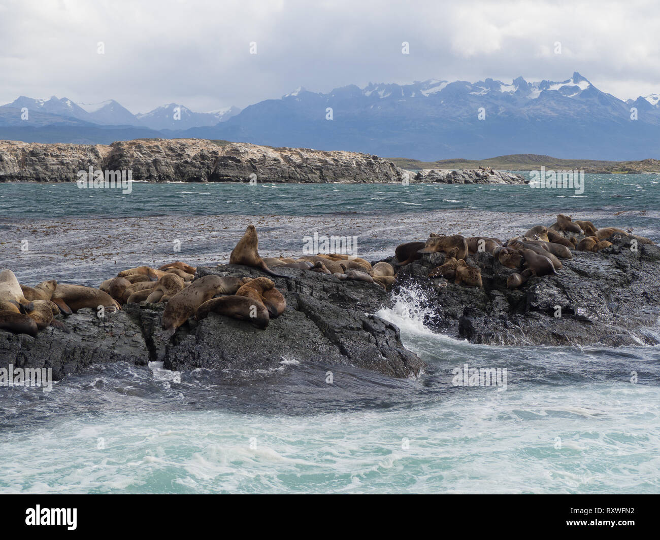 Gruppe von Robben und Seelöwen, Beagle Kanal, Ushuaia, Argentinien, Patagonien Stockfoto