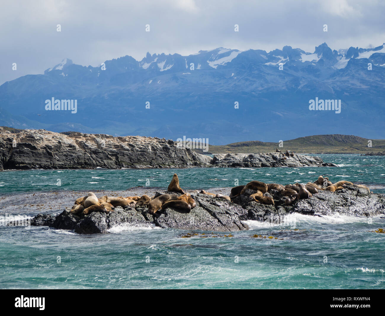 Gruppe von Robben und Seelöwen, Beagle Kanal, Ushuaia, Argentinien, Patagonien Stockfoto