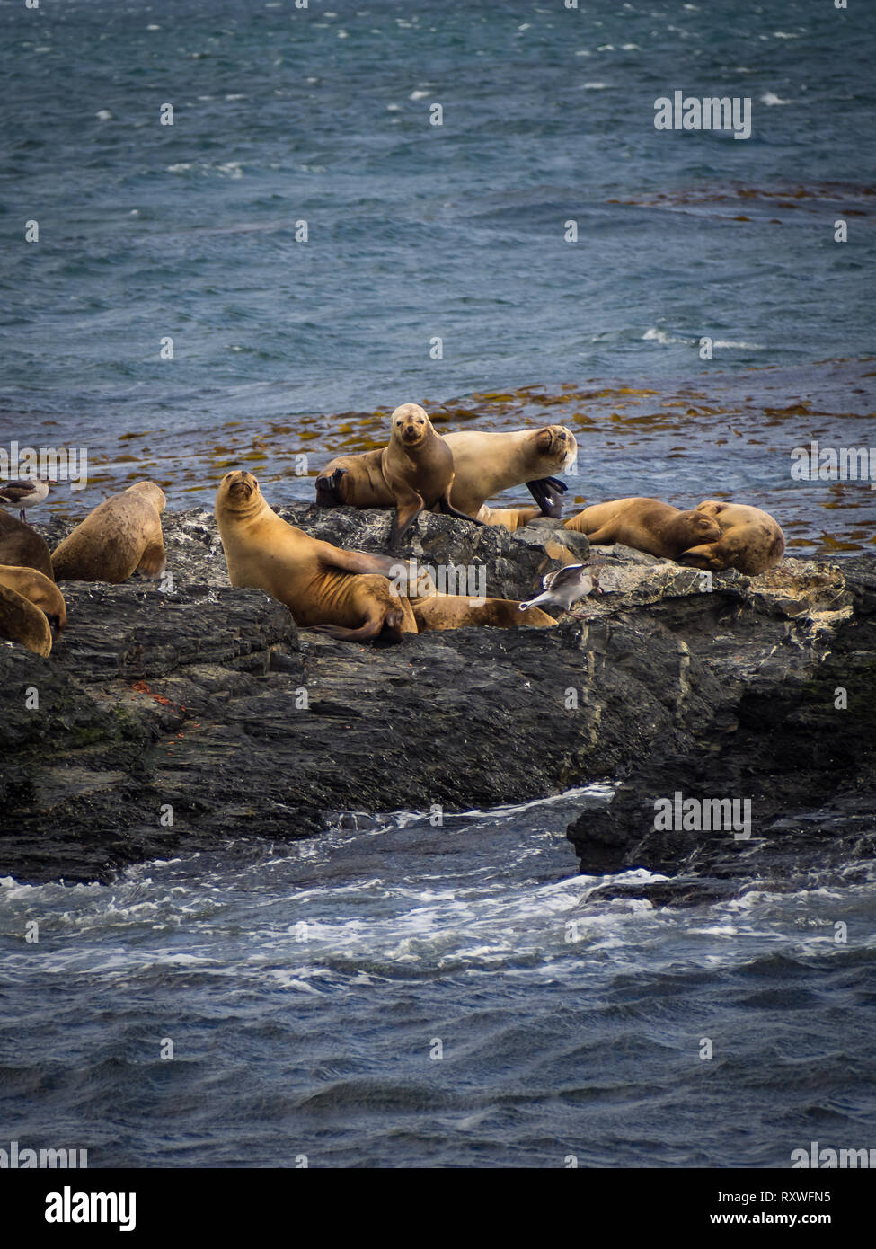 Gruppe von Robben und Seelöwen, Beagle Kanal, Ushuaia, Argentinien, Patagonien Stockfoto