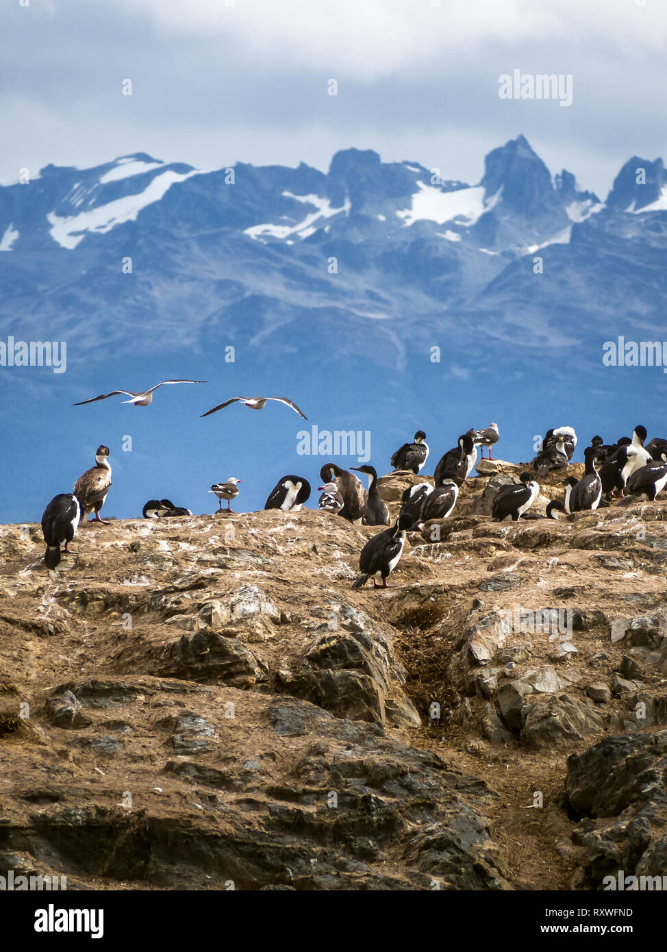 Imperial Kormoran in einer Insel der Beagle Kanal vor Ushuaia. Patagonien Stockfoto