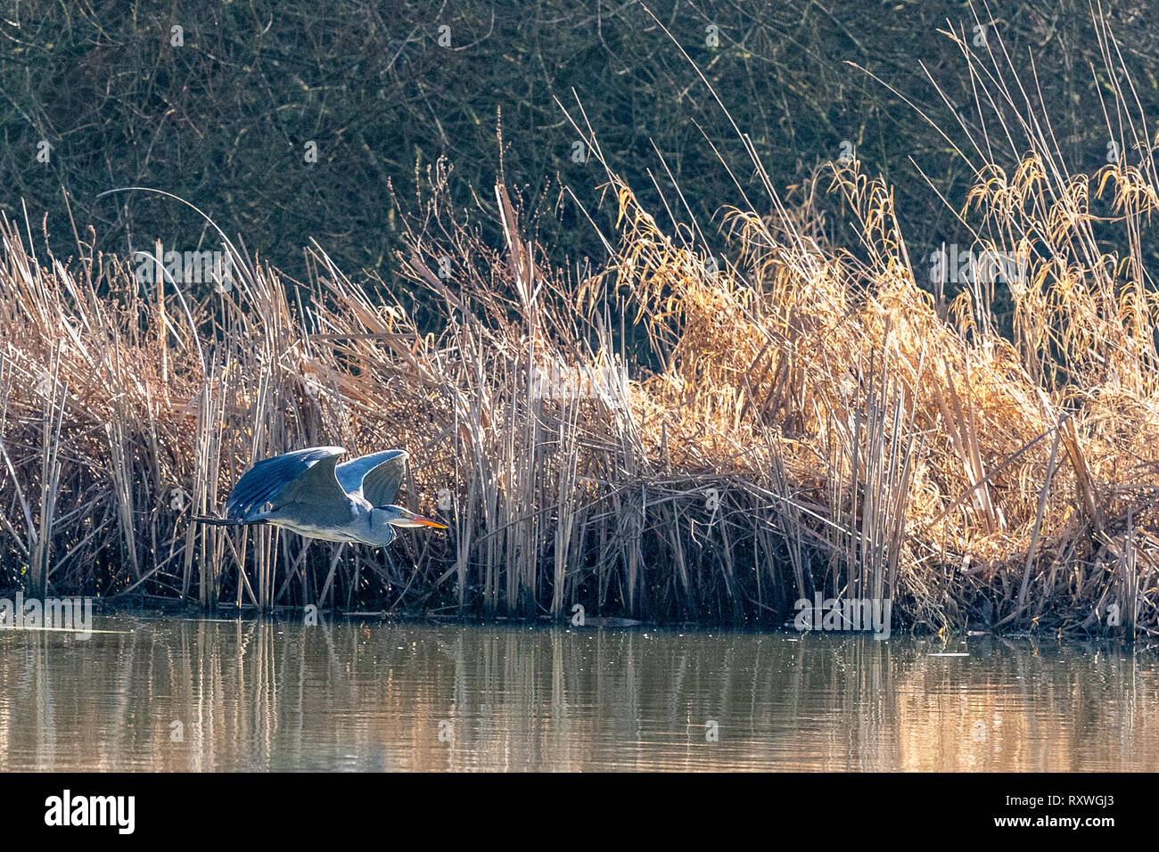 Ein Graureiher im Flug bei Warnham Naturschutzgebiet Stockfoto