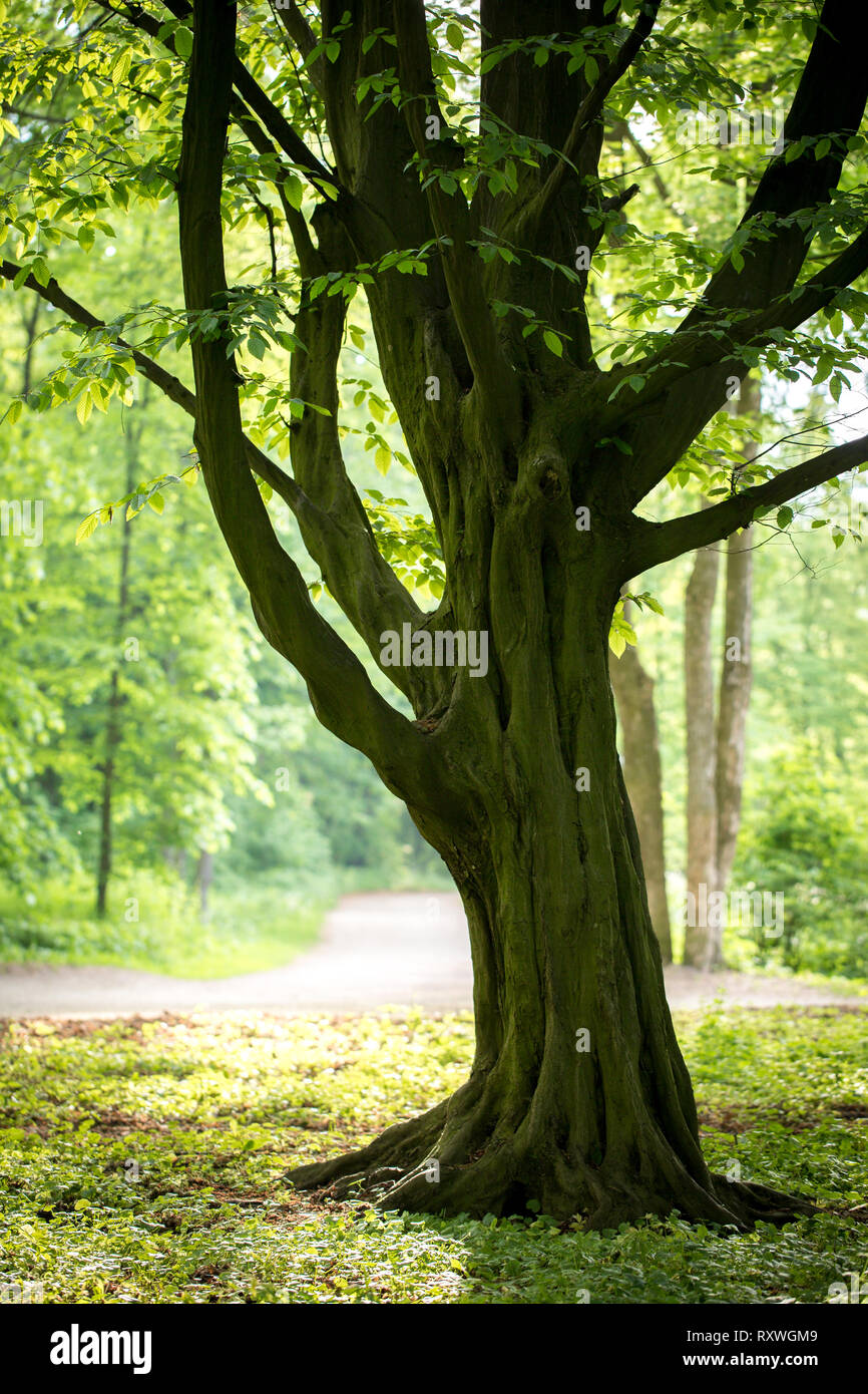 Alte hainbuche Fotos und Bildmaterial in hoher Auflösung Alamy