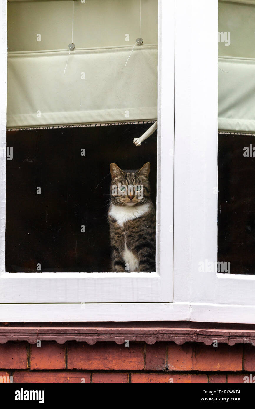 Northampton. Großbritannien, 6. März 2019. Christchurch Road. Eine Tabby-katze im Warmen saß auf der Fensterbank, mit Blick in Richtung der Straße auf einem nassen, öde, grau Stockfoto