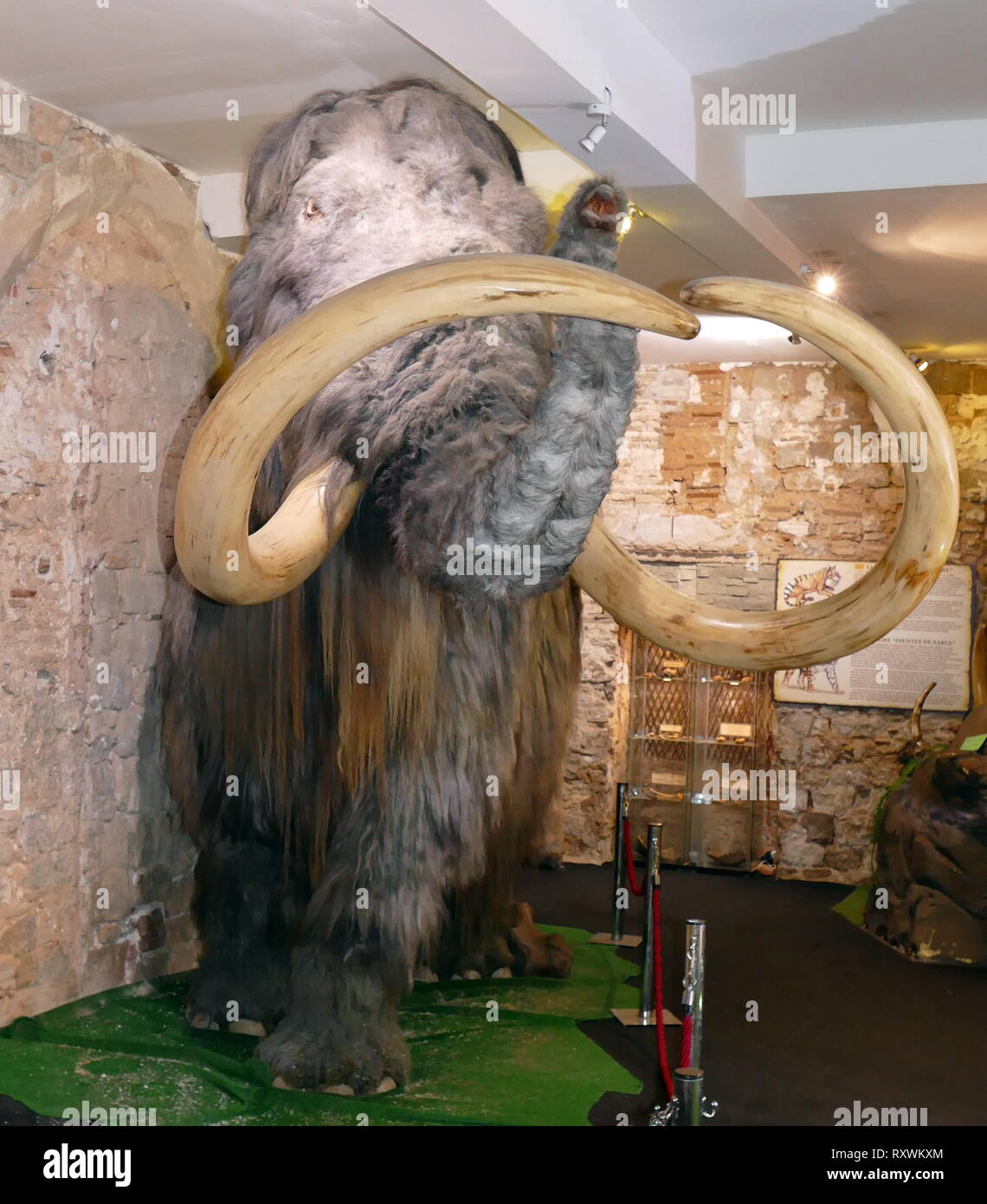 Mammut (Barcelona) Spanien erhalten. Ein Mammut ist jede Art der ausgestorbenen Gattung Mammuthus, eine der vielen Gattungen, die die Reihenfolge der trunked Säugetiere proboscideans genannt. Die verschiedenen Arten von Mammut wurden häufig mit langen, gebogenen Stoßzähnen ausgestattet und in der nördlichen Arten, über die noch eine Decke von langem Haar. Sie lebten aus dem Pliozän Epoche (von rund 5 Millionen Jahren) in das Holozän an vor 4.000 Jahren, und verschiedene Arten in Afrika, Europa, Asien und Nordamerika. Sie waren Mitglieder der Familie Elephantidae, in dem sich auch die beiden Gattungen der modernen Elefanten und Stockfoto