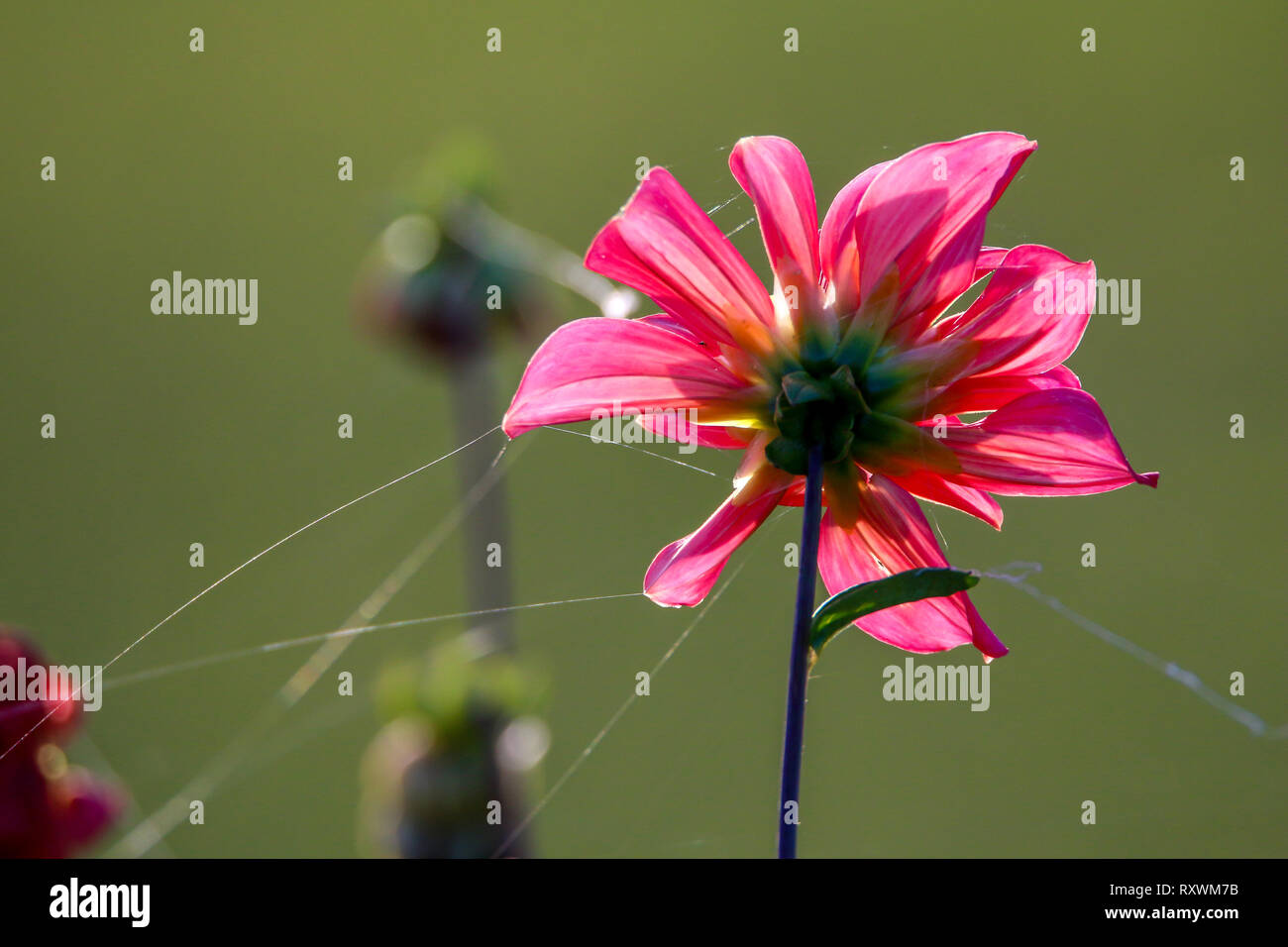 Rote Dahlie in der grünen Wiese. Hintergrund mit rosa Dahlia und Spinnennetz. Dahlie ist mexikanischen Werk des daisy-Familie, die für Ihre hell angebaut ist Stockfoto