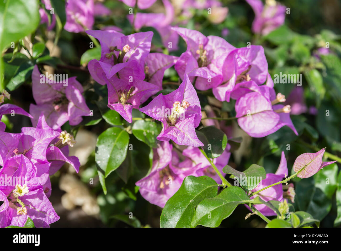 Lebendige rosafarbene Bougainvillea Blumen Stockfoto