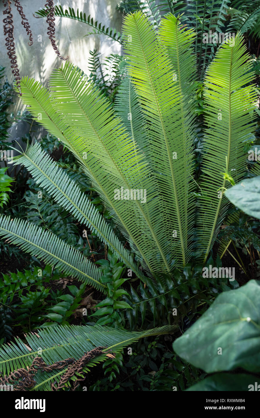 Eine exotische fern im Schatten Stockfoto