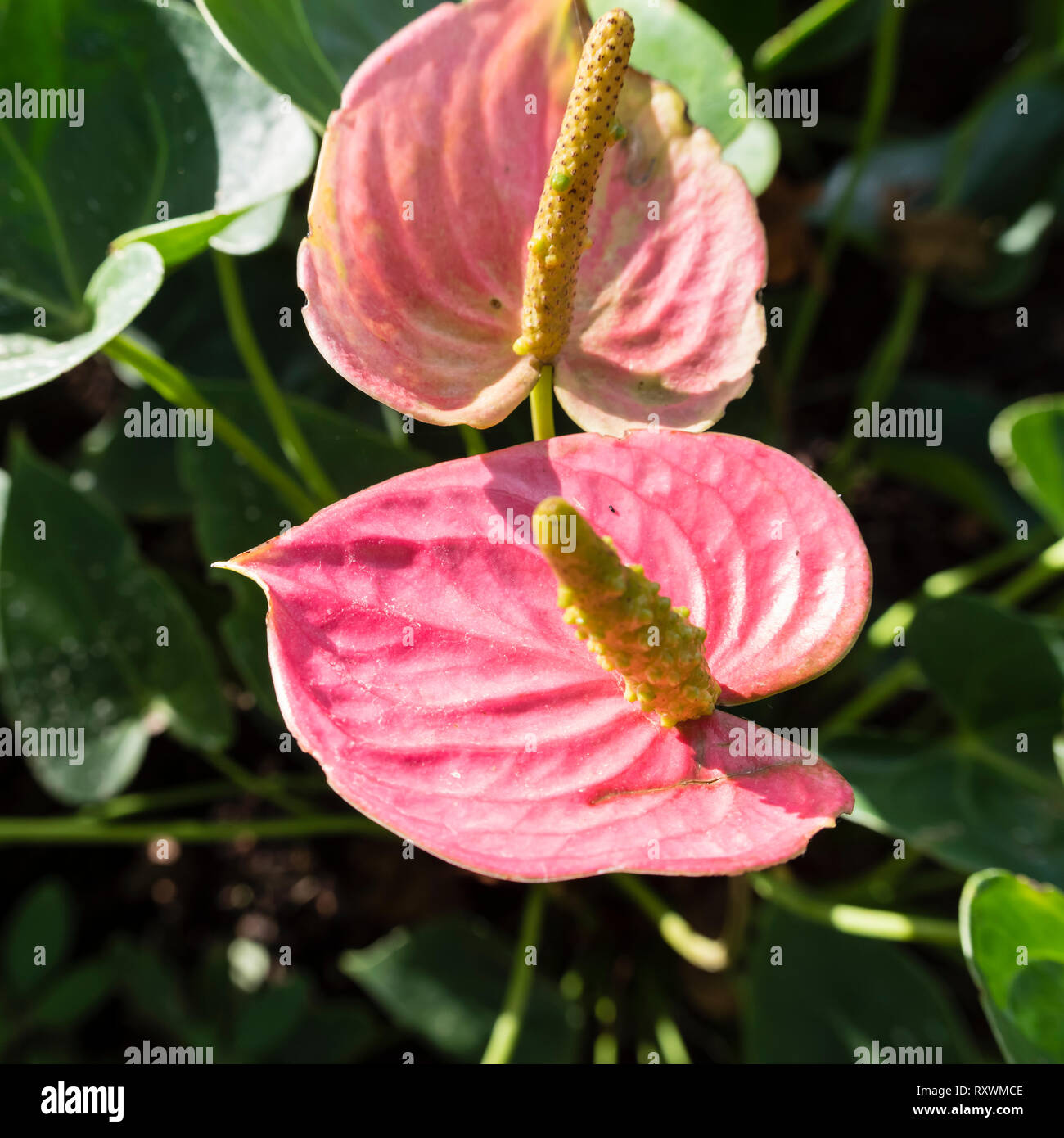 Ein gebürtiger Hawaiianer rosa anthurium Blumen close-up. Stockfoto