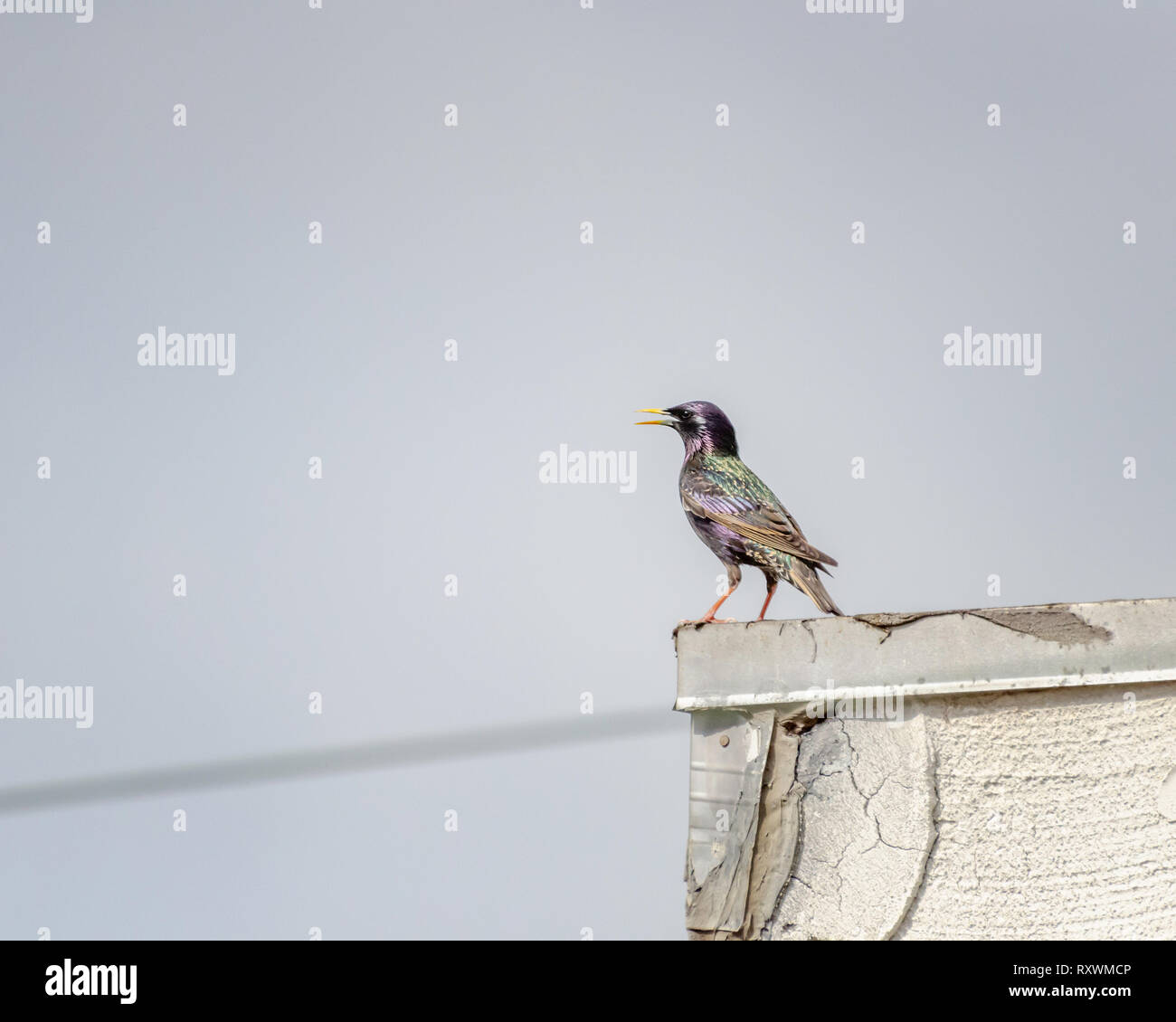 Europäische Star (Sturnus vulagaris) Sitzstangen auf einem Draht, der in Los Angeles, CA. Stockfoto