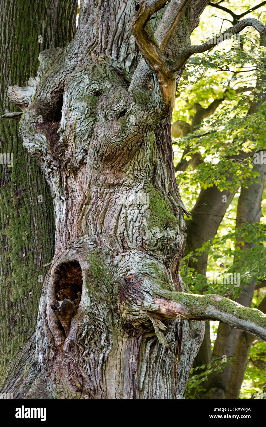 Baum Gesichter, sieht aus wie Elefanten, Urwald Urwald Sababurg, Hofgeismar, Weserbergland, Nordrhein-Westfalen, Hessen, Deutschland Stockfoto