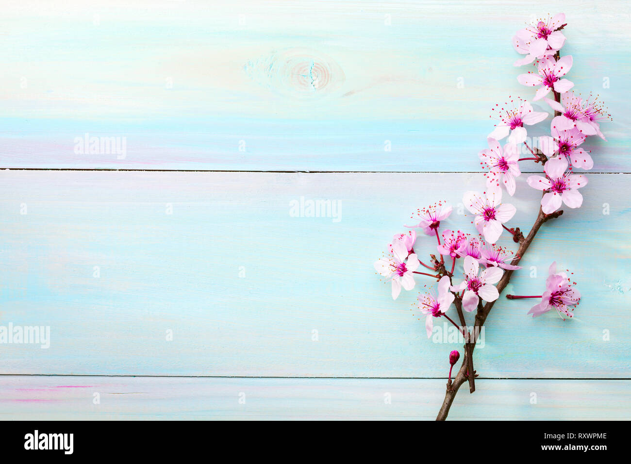 Zweigniederlassungen von Sakura isoliert auf Holztisch. Getönten Bild. Stockfoto