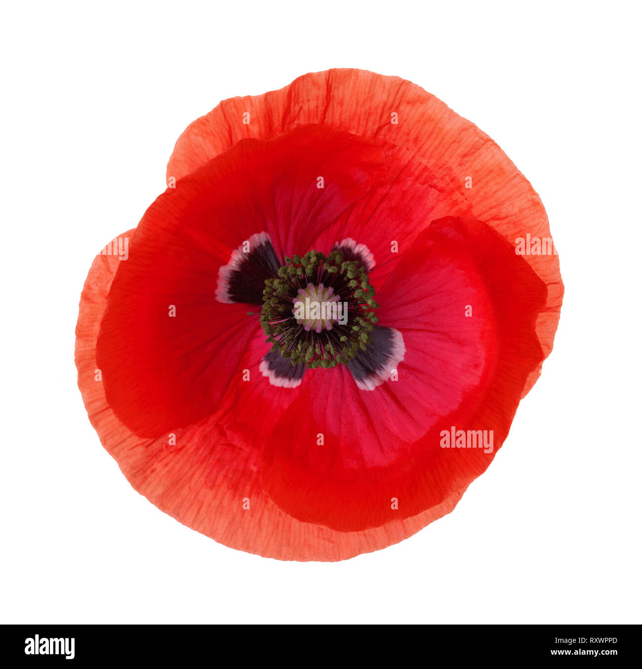 Roter Mohn Blume auf weißem Hintergrund. Stockfoto