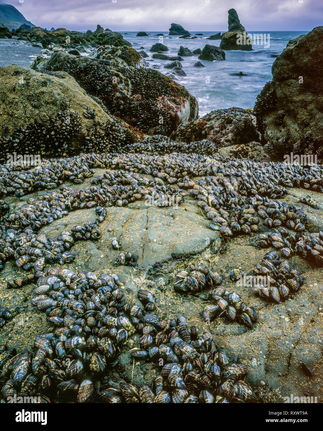 Muscheln, schieben Sie Strand, Golden Gate National Recreation Area, Marin County, Kalifornien Stockfoto