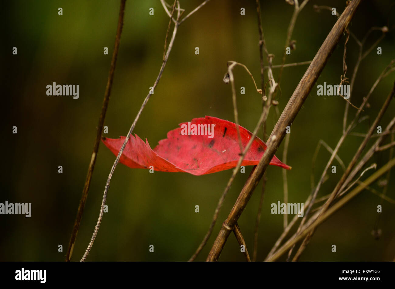 Red Leaf Stockfoto