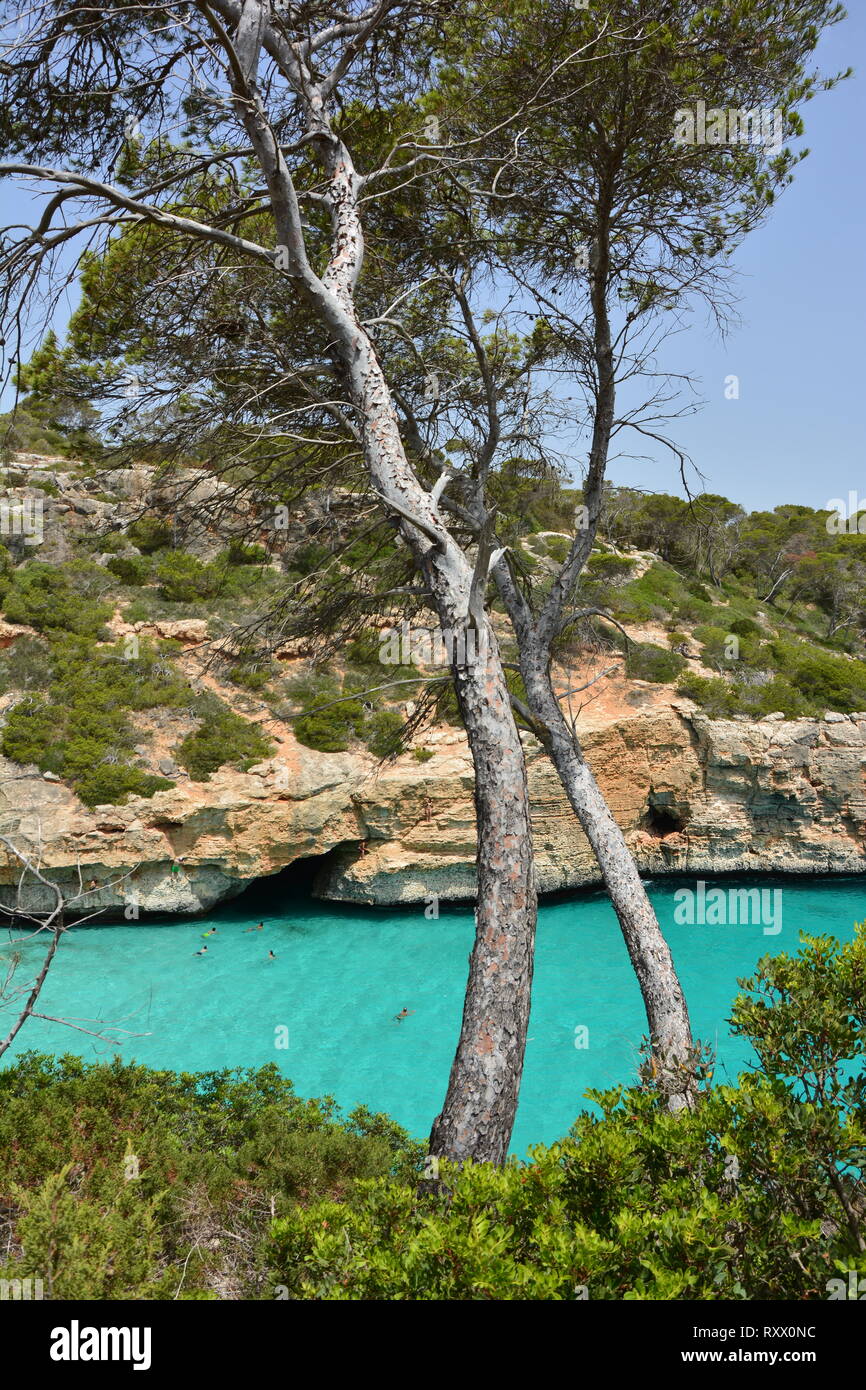 Mittelmeer Kiefer in Calo des Moro, Mallorca, Spanien Stockfoto