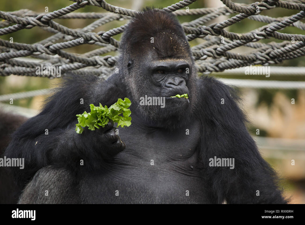 Westlicher Flachlandgorilla (Gorilla gorilla Gorilla) im Zoo von Lissabon (Jardim Zoologico fahren de Lisboa) in Lissabon, Portugal. Stockfoto