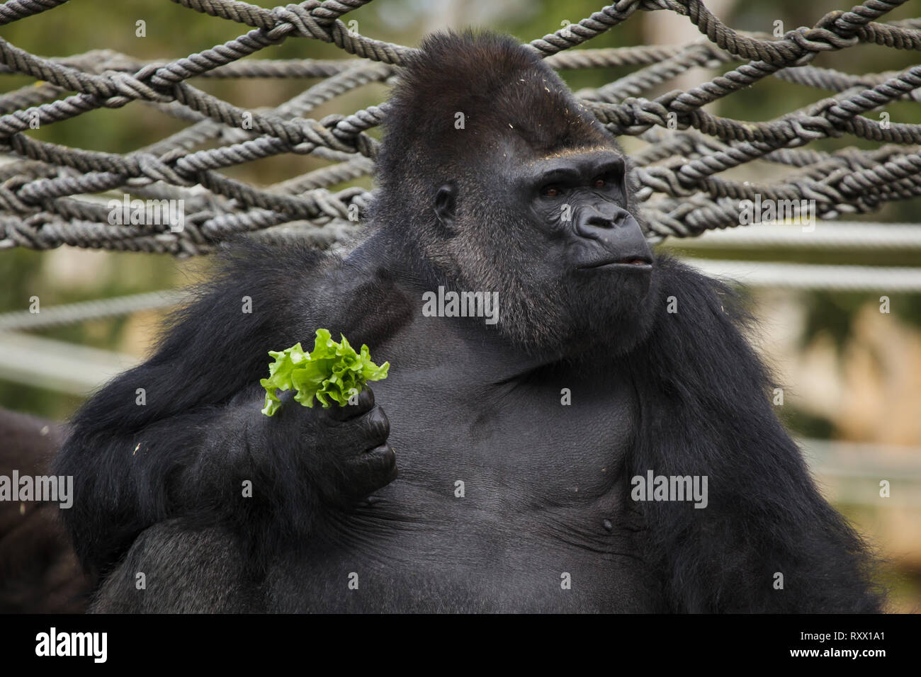 Westlicher Flachlandgorilla (Gorilla gorilla Gorilla) im Zoo von Lissabon (Jardim Zoologico fahren de Lisboa) in Lissabon, Portugal. Stockfoto