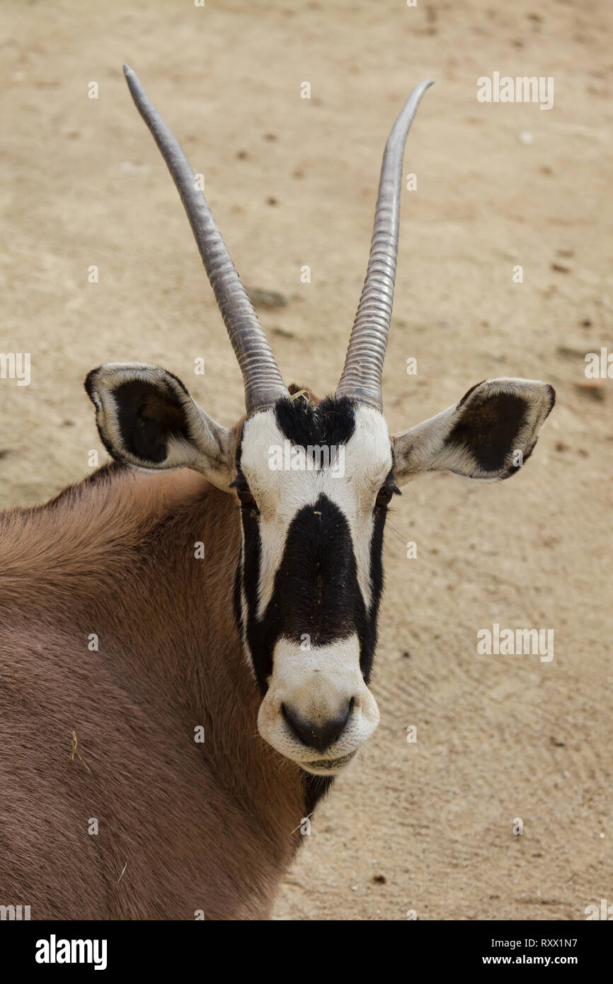 Oryx (Oryx gazella Gazella), auch als der südliche Oryx bekannt. Stockfoto