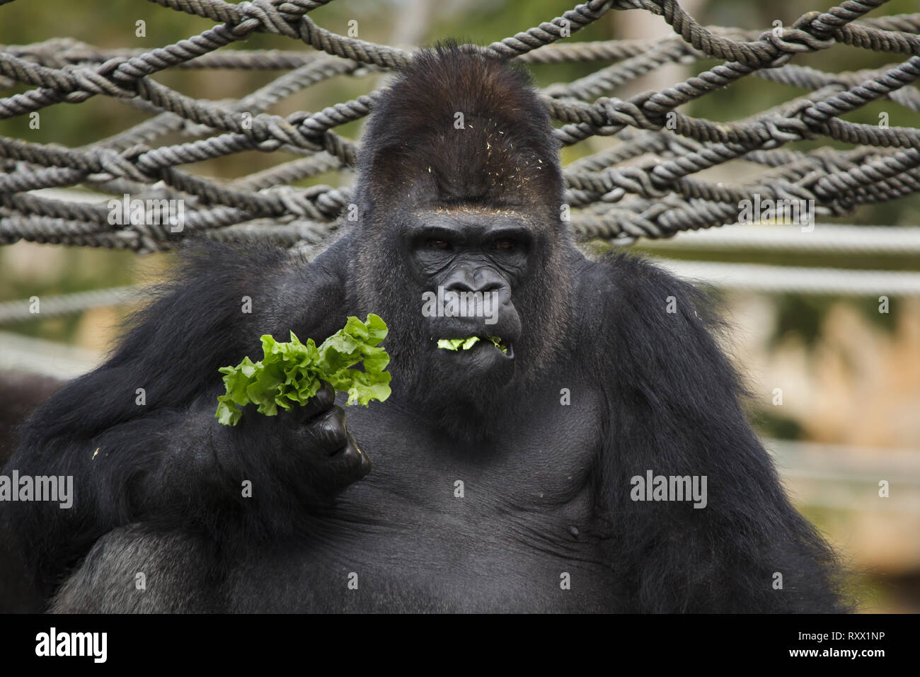 Westlicher Flachlandgorilla (Gorilla gorilla Gorilla) im Zoo von Lissabon (Jardim Zoologico fahren de Lisboa) in Lissabon, Portugal. Stockfoto