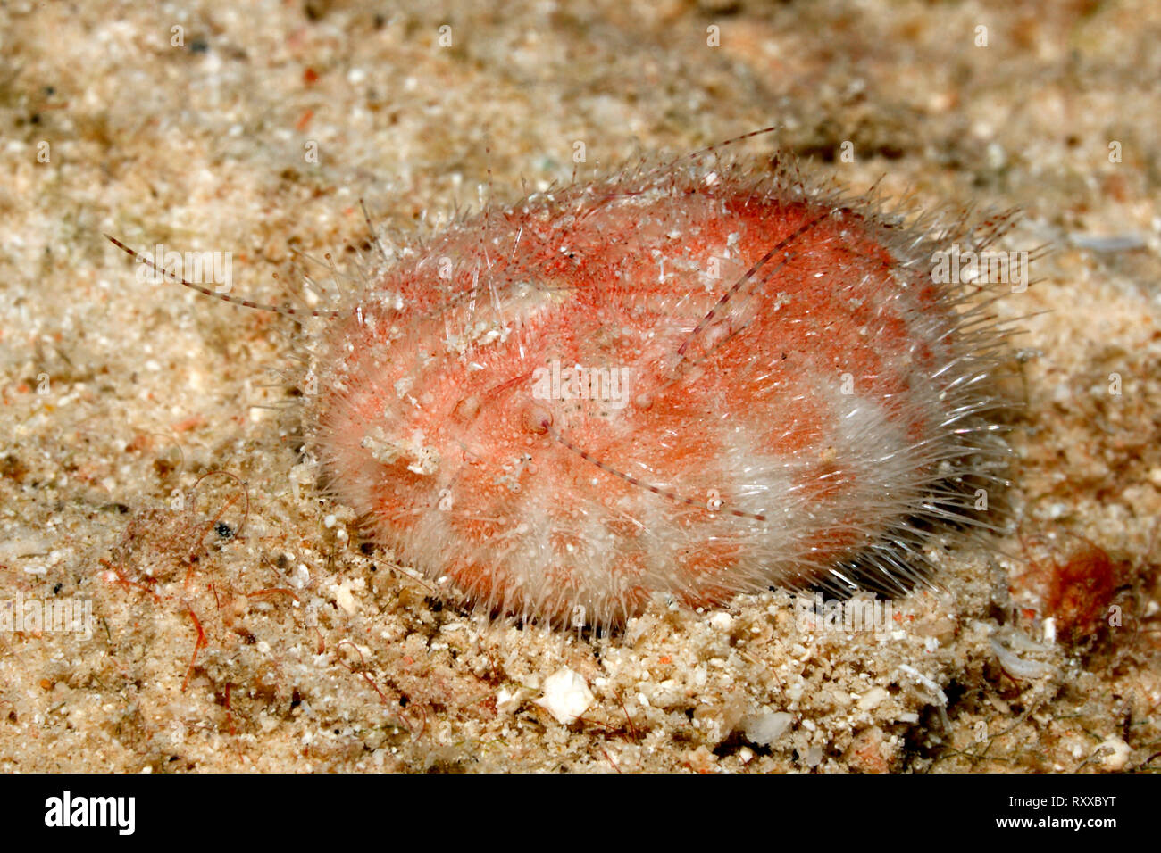 Herz Urchin, möglicherweise Brissus sp. Uepi, Solomon Inseln. Salomo Meer, Pazifik Stockfoto