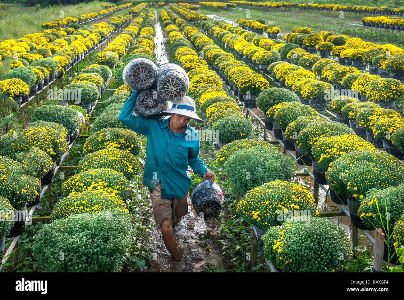 Landwirt rudern Gänseblümchen Garten Ernte knospen Blumentöpfe auch an Händler vergeben ferne Frühling Morgen in Sa Dez Dorf Blume Stockfoto