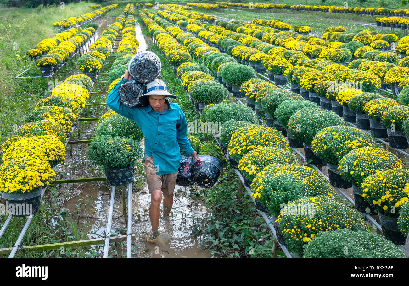 Landwirt rudern Gänseblümchen Garten Ernte knospen Blumentöpfe auch an Händler vergeben ferne Frühling Morgen in Sa Dez Dorf Blume Stockfoto