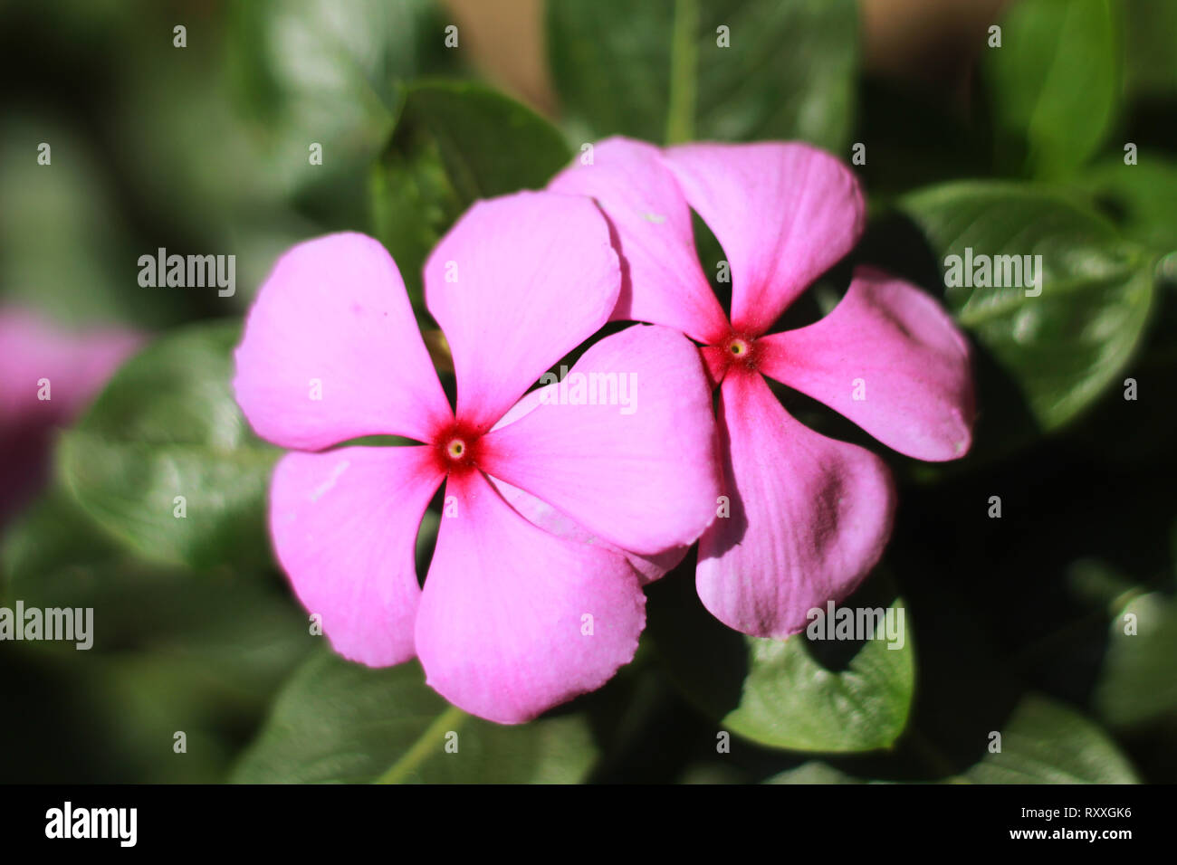 Nahaufnahme der Blüte mit grünem Hintergrund Stockfoto