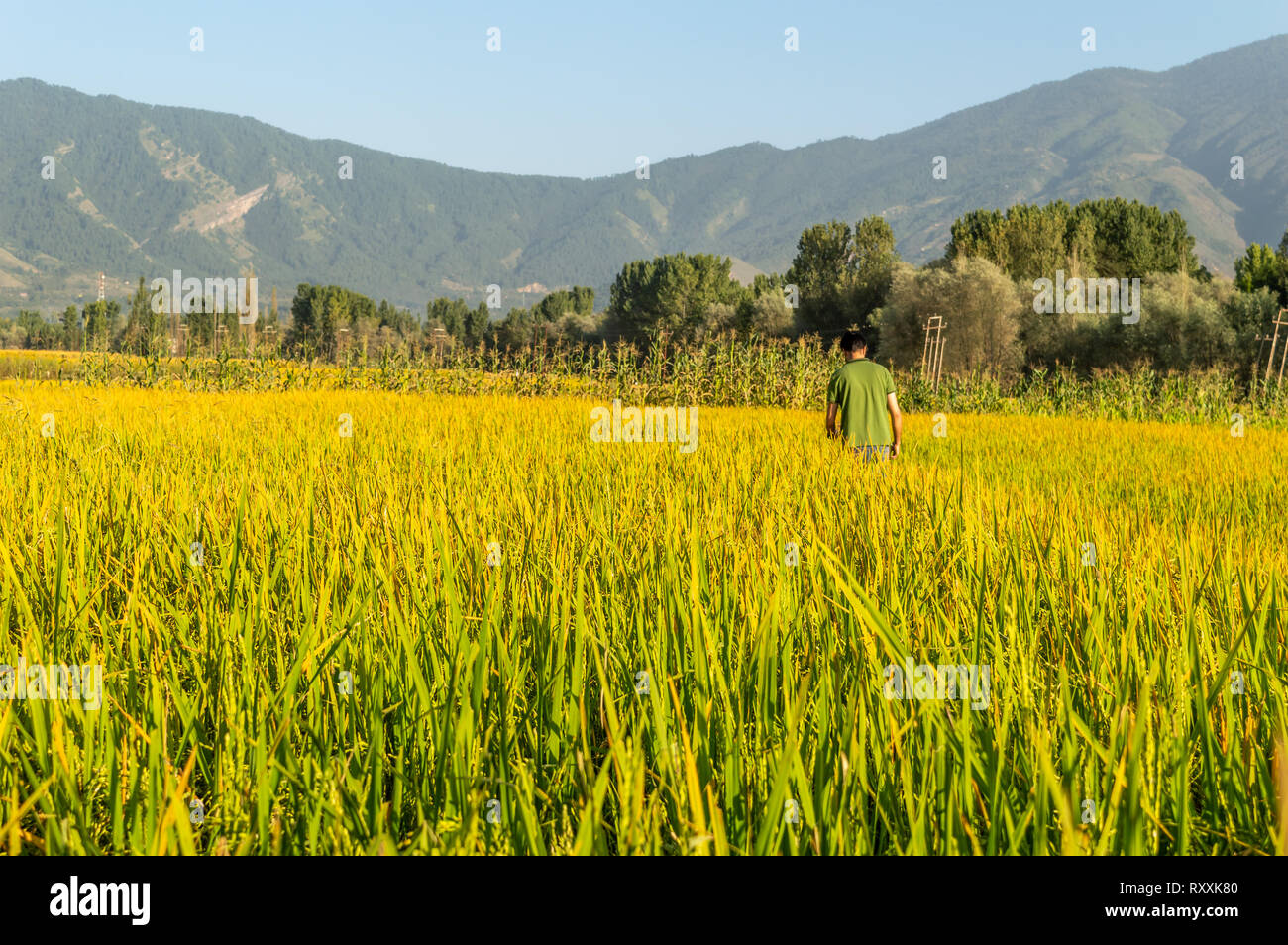 Einer Person, die in einem goldenen farbigen Reisfeld mit den Bergen im Hintergrund in Srinagar, Kashmir Stockfoto