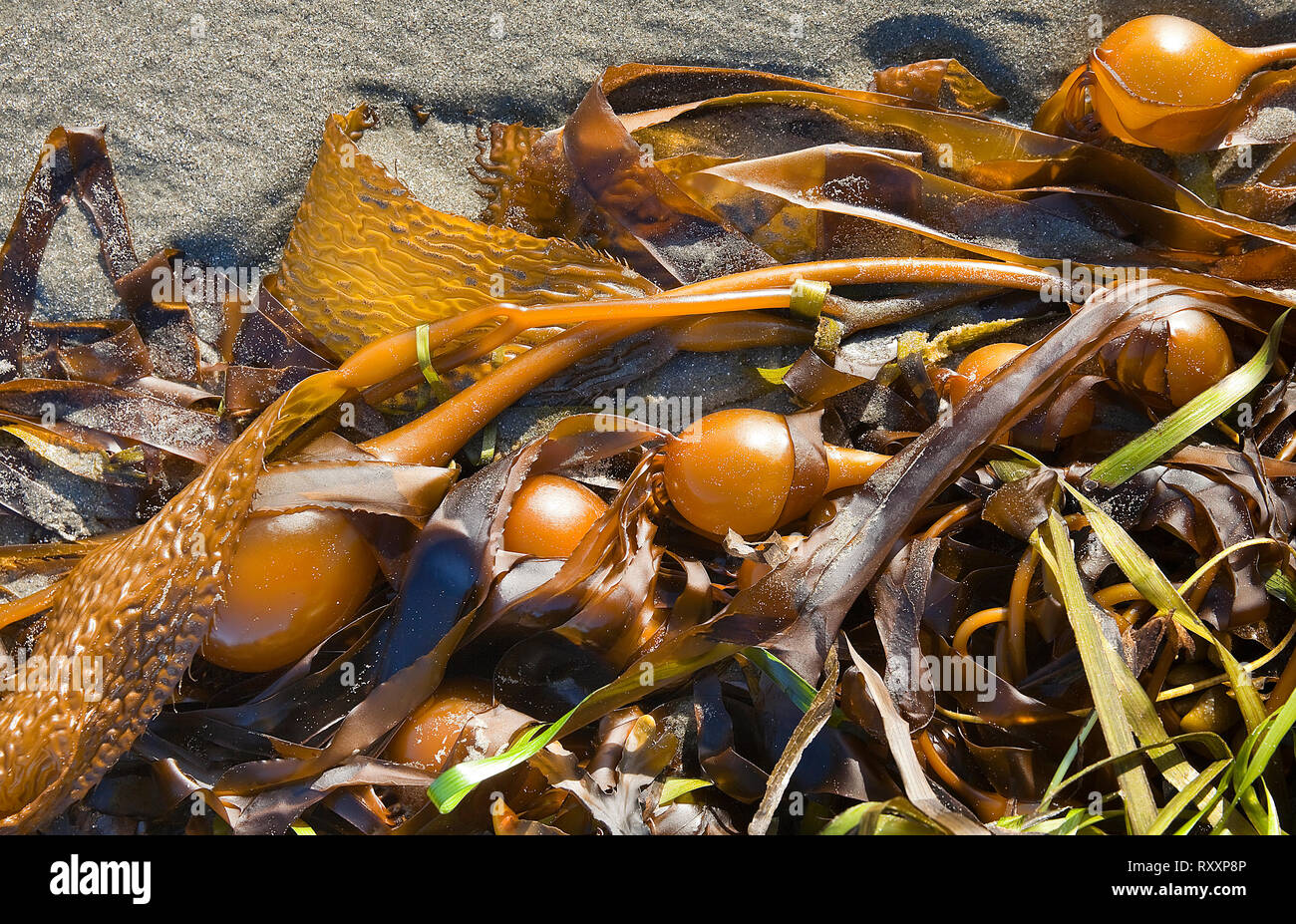 Riesige blase Kelp (Macrocystis Pyrifera) gewaschen bis auf sandigen Middle Beach, Tofino, Britisch-Kolumbien, Kanada Stockfoto